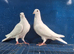 Young white Buscheart pair