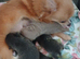Beautiful chuiuua puppies