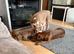 Bull staffy puppies