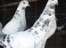 Mixed race pakistani highflying pigeons