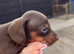 Chocolate and tan female