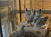 Snow flake bobwhites 3 young pairs