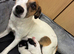 Jack Russell Girl Puppy Left️ ready to leave Sunday