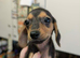 Miniature Dachshund X ShihTzu