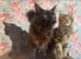 Maine Coon Kittens Pedigree Registered