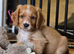 Cocker spaniel puppies for sale.