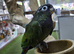 Maximilian Pionus babies available ,29