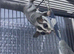 Two pregnant female gliders