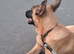 Belgian malinois x dutch herder