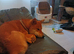 Full Shiba Inu Boy