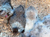 Silver Partridge Silkies