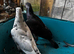 Mixed pigeons for sale