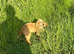 Show cocker spaniel female 6months old