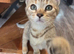 Pixie bob mixed kittens ready to go now