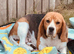 One gorgeous male beagle puppy available