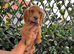 BEAUTIFUL GOLDEN COCKER SPANIEL PUPPIES – LOVING FOREVER HOMES SOUGHT