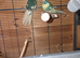 Pair of blue cream pied kaks