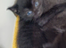 Kittens for sale to good homes (READY TO GO 6TH JUNE)