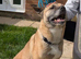 7 year old akita