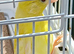 Canaries mixed Canaries