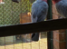 Proven breeding pair Galah Cockatoos  Sold subject to collection