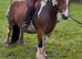 Zafir 14hh 8 year old cob mare