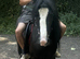 5 year old gelding, 12.3 cob