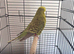 Exhibition budgie parrot hen female