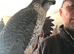 1 male gyrsaker falcon