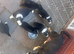 Border collie puppies