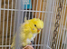Two female Helicopter baby budgies