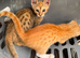 Savanna cross tabby kitten for sale no time wasters