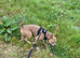 One year old male frenchie cross called kion