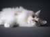 Ragdoll Kittens (GCCF REGISTERED AND FULLY HEALTH TESTED)