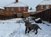 Staffordshire bull terrier