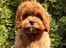 Adorable Cavapoo puppies