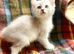 Blue Silver Polydactyl Male