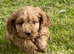 Adorable F1 Cockapoo Puppies