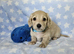 Clear cream long haired mini dachshunds