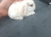 3 mini lop babies