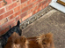 Pomeranian (Girl)