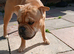 Looking to rehome our 3 year old frenchie pei bambi