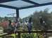 racing pigeons