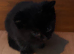 3 kittens left