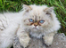 Persian x Maine Coon female