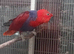 Electus parrots for sale