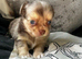 Chihuahua Longcoat chocolate Merle boy