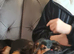 Minature dachshund