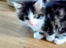 8 week old kittens