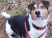 Jack Russell puppy (boy)
